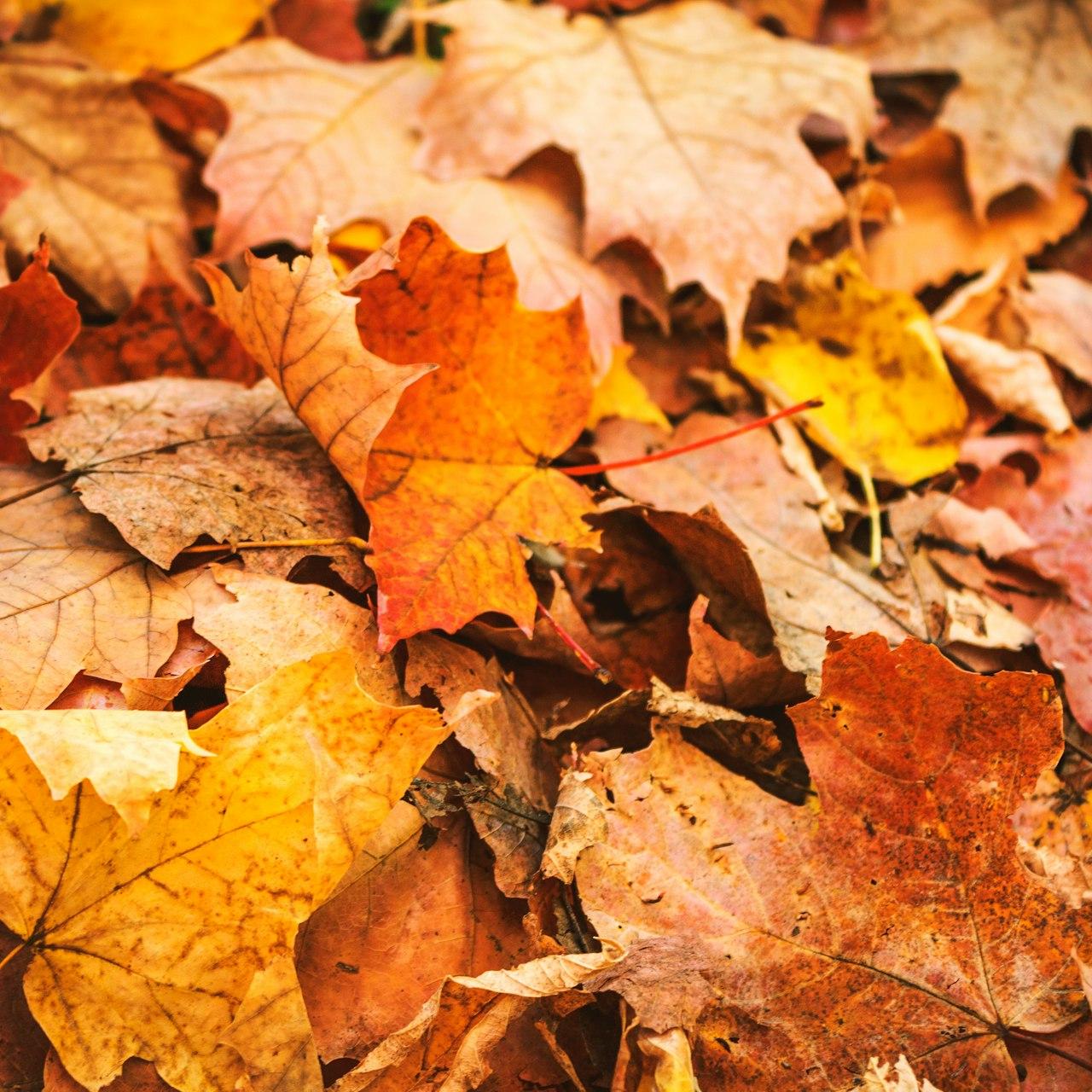 brown maple leaves